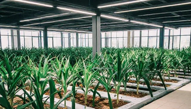 标准化示范基地建设：产销对接的关键关注点
