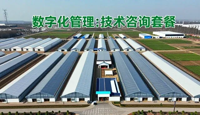 提升效率的自动化流程工具应用技巧