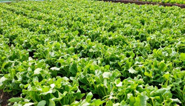 生态蔬菜种植中的种苗供应关键要点解析