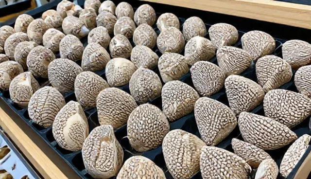 设备维护误区：误以为定期检查即可保证种苗性能稳定