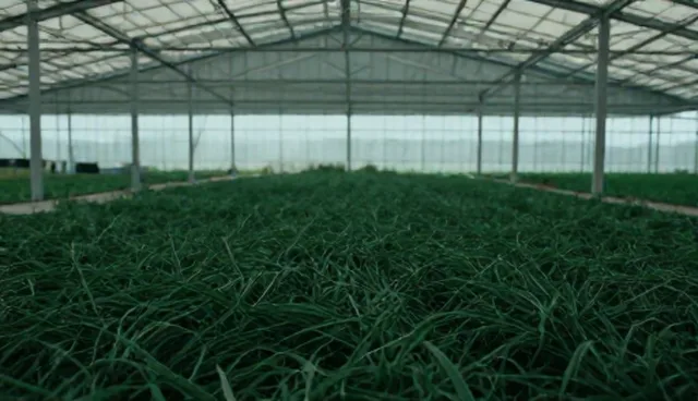 视频制作流程中的使用建议与检查要点