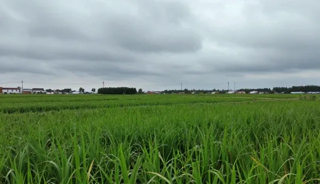短视频平台性能优化与适用条件分析