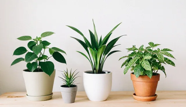 种植管理技术革新推动农产品质量提升