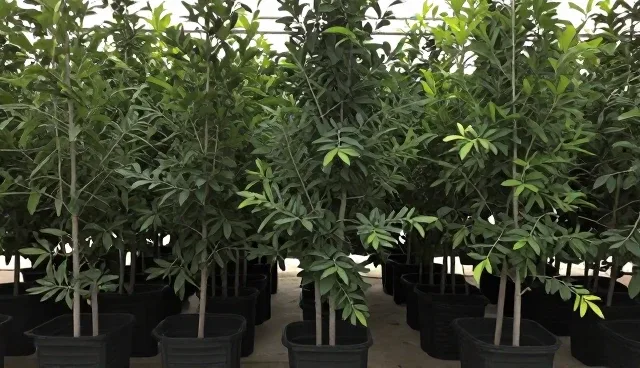 提升种植效率：果树苗种植的性能优化与适用条件分析