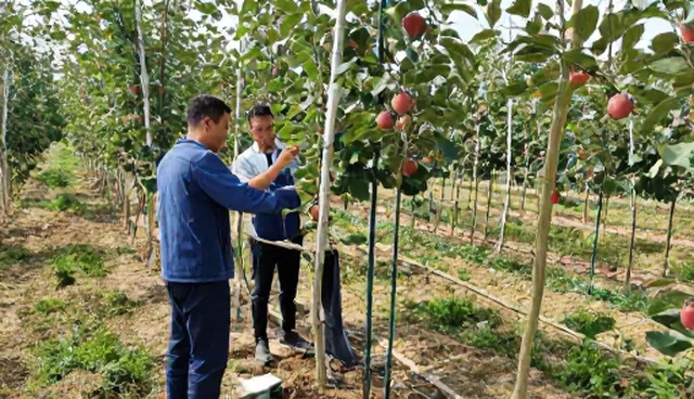 种植技术指导在农资供应中的关键作用分析