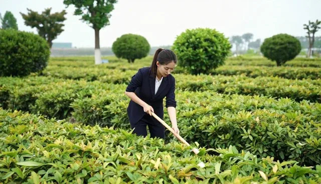 绿化养护中消杀项目的科学管理与维护要点