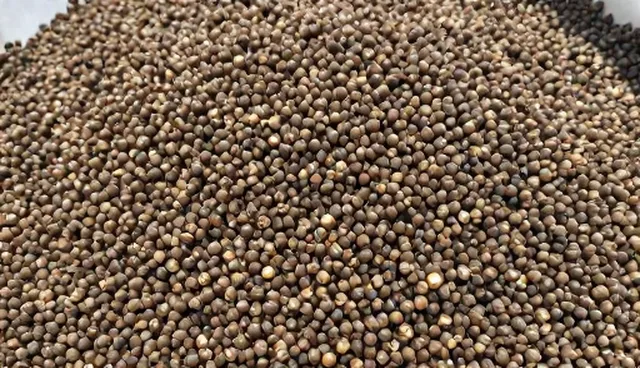 提升合作效率的瓜蒌苗种植实践