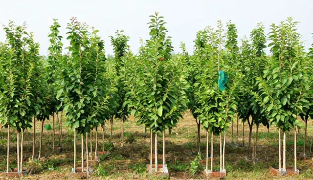 资源分配优化推动种植效率提升新路径