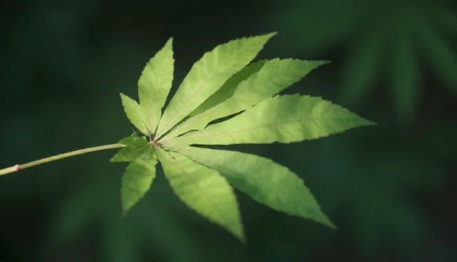 项目管理中定制化服务的两种做法比较与取舍