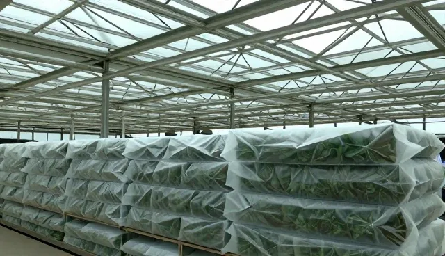 种苗选择与仓储保鲜的适用情况与限制