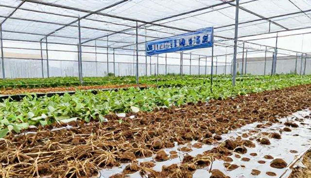 仓储保鲜设备如何保障种苗质量