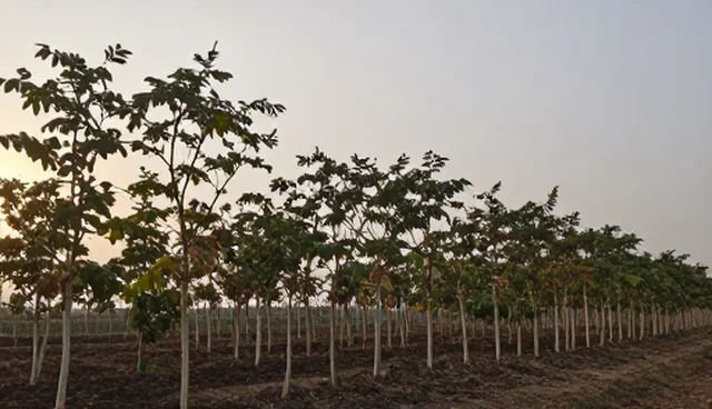 农机在核桃种植中的实际应用与优化路径