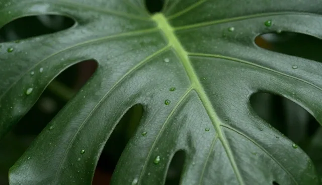 种植技术指导中的适配方案设计与常见问题应对