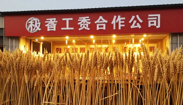 优质小麦在不同农业条件下的性能表现与适用分析
