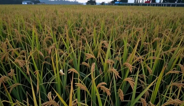 农业技术推广中基地合作常见问题核对清单
