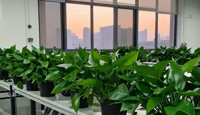 植物适应性如何影响企业绿化规划的实际应用