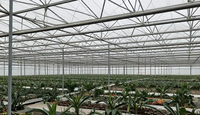 导航工具如何通过本地客户拓展提升市场渗透率