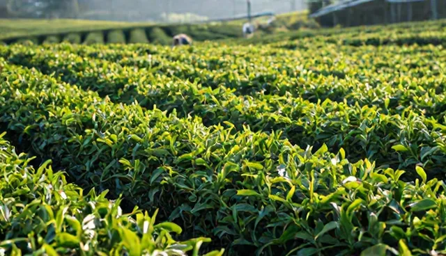 效率提升：节点可查如何优化业务流程