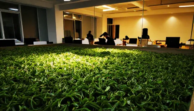 种植技术指导如何从土壤检测到作物管理实现精准优化