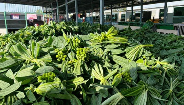 提升农产品质量的关键环节与实际操作建议
