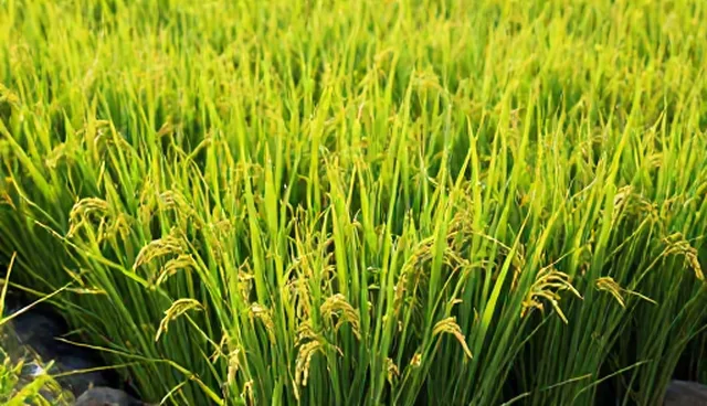 种苗供应适用情况与限制，避免盲目选择