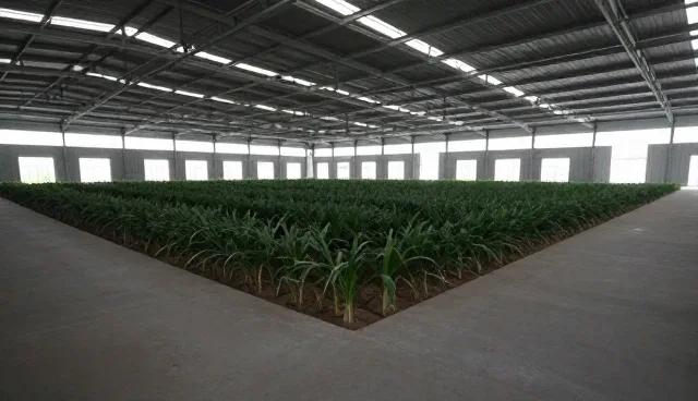 农产品种植常见问题及有效处理方法指南
