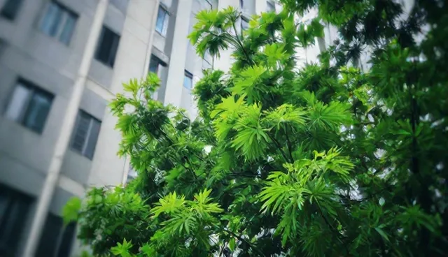 软件研发维护策略：选型关注点与具体建议