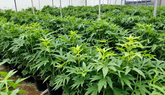 性能优化常见问题分析与应对策略
