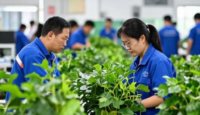 技术外包方案如何解决企业资源不足问题，提升效率