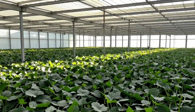 建设网站建设，提升企业黄页服务升级体验