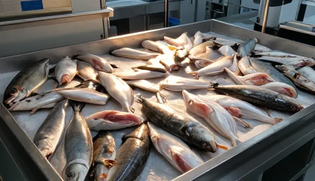 冷链运输与常温运输：冷冻海鲜制品的物流优化取舍