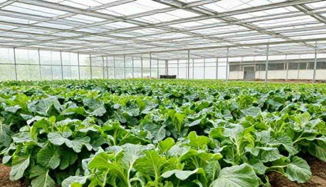 有机蔬菜销售模式的转型与农产品收购的深化