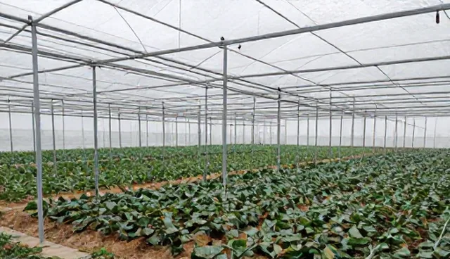 有机种植技术服务如何兼顾性能与适用条件