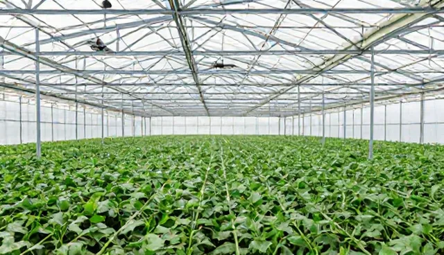 网站SEO优化需掌握5个关键检查要点