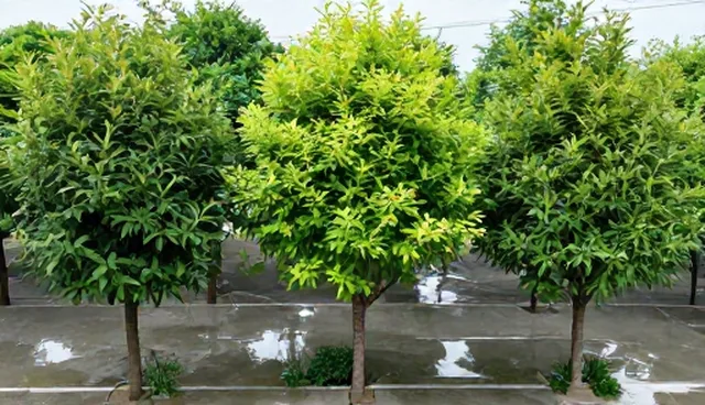 土壤稳定性对厂区景观项目质量的影响对比