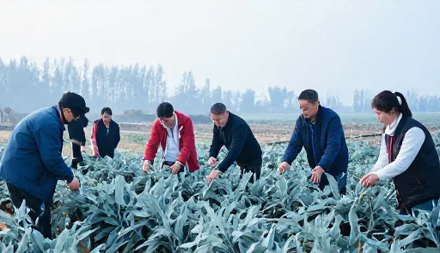 种苗供应不及时，如何优化种植周期