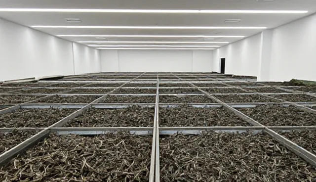 茶叶原料供应中操作规范的常见问题与处理策略