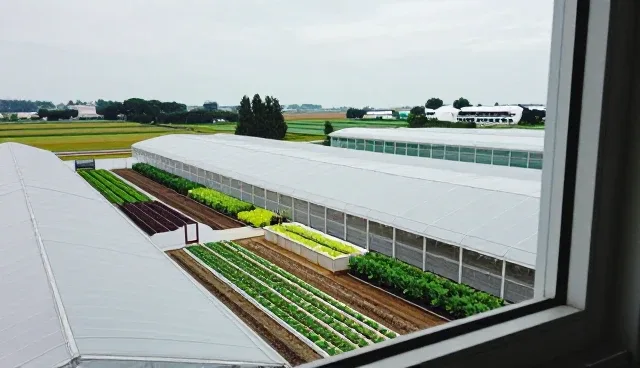 有机蔬菜套装在农村经济中的实际应用探索