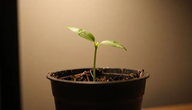 种苗供应中的常见问题及应对策略