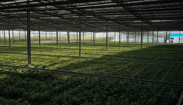 名录维护策略对比：展示效果与成本的取舍