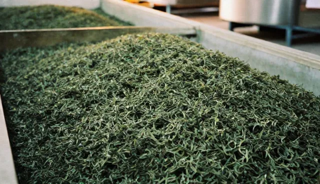 茶叶批量加工如何支撑地方产业升级