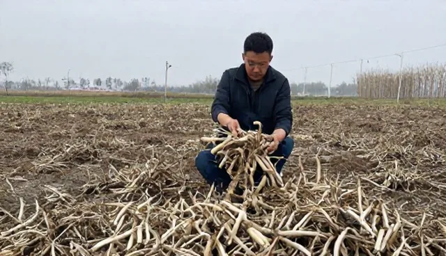 优化农产品收购流程 提升种植技术指导效率