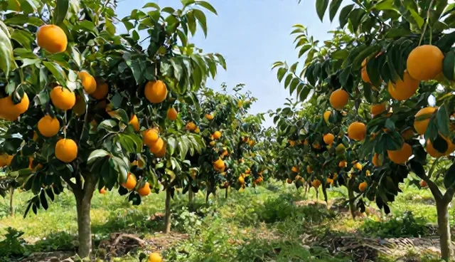 特色水果物流优化，提升种植技术指导效果