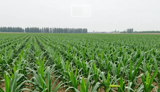 科学选型种植技术提升种苗供应效率