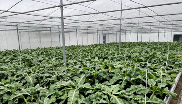种苗质量对农产品供应稳定性的影响分析