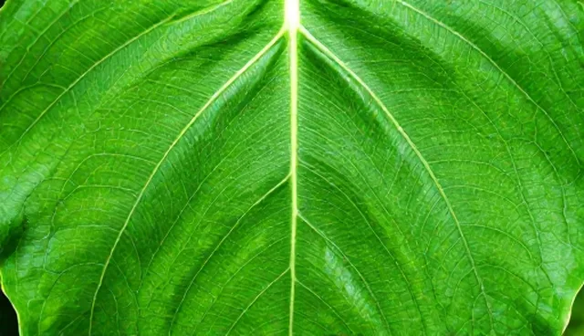短视频拍摄中电池续航优化的关键考量