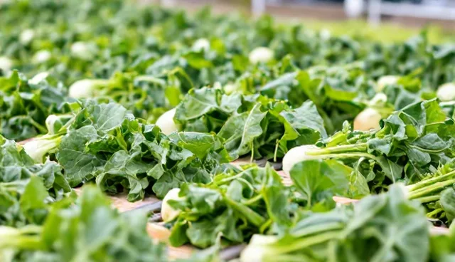 有机蔬菜种植中如何正确理解品质守护健康