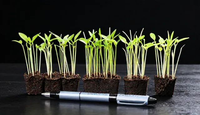 选型关注点影响优质种苗套装种植效果的原因