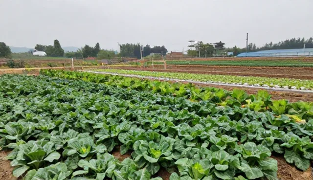 有机蔬菜成本控制的适用条件与选择依据