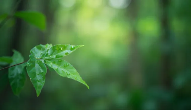 狂人站群系统如何提升用户体验？